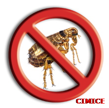 Cimice